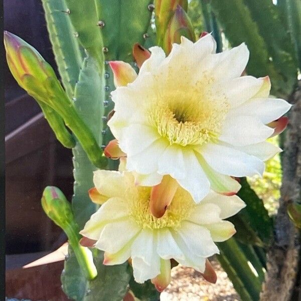 Cereus hexagonus Flors