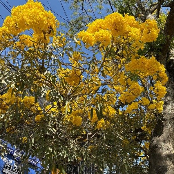 Tabebuia aurea Кветка