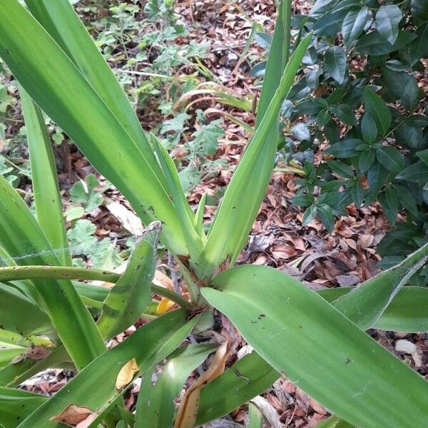 Crinum americanum 葉