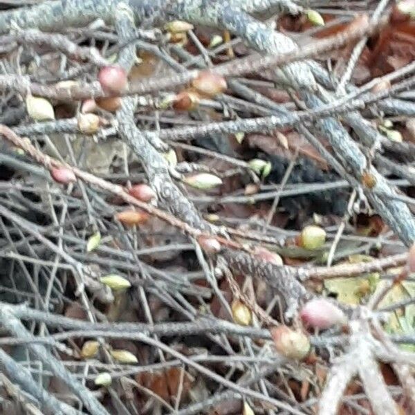 Corylopsis pauciflora Цвят