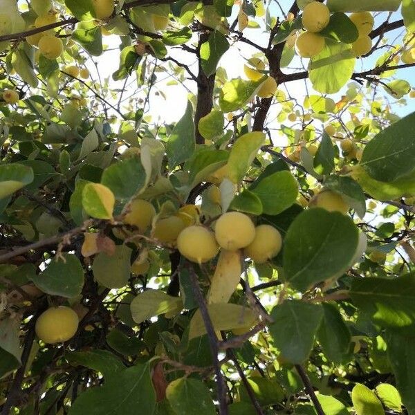 Styrax officinalis Fruitua