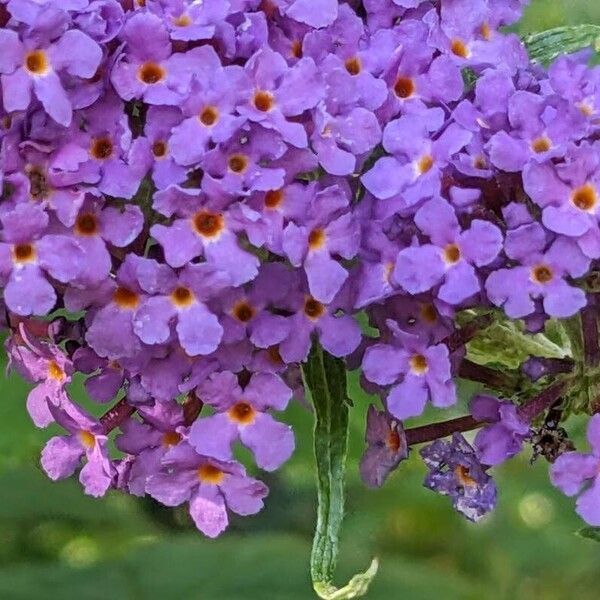 Buddleja davidii 花