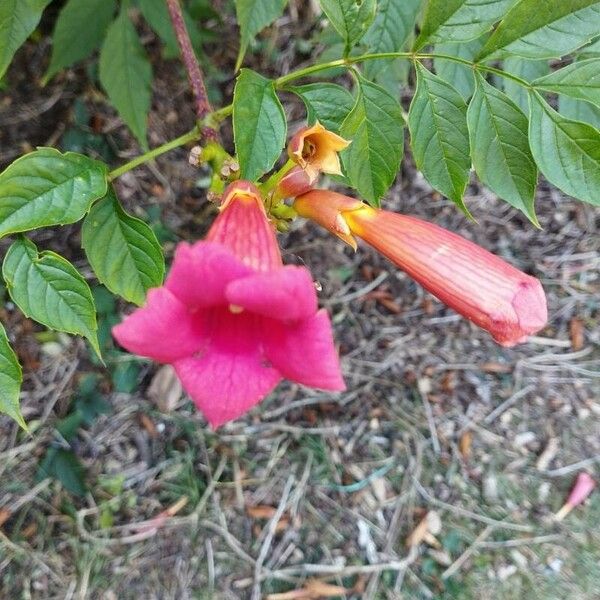 Campsis radicans Flor