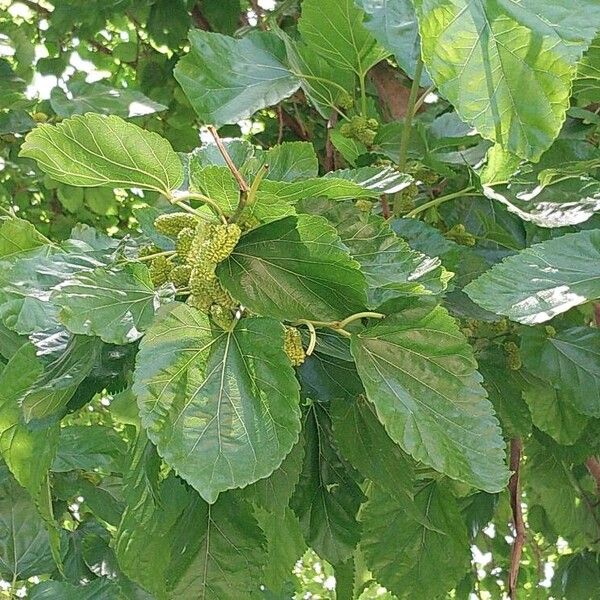 Morus alba Leaf