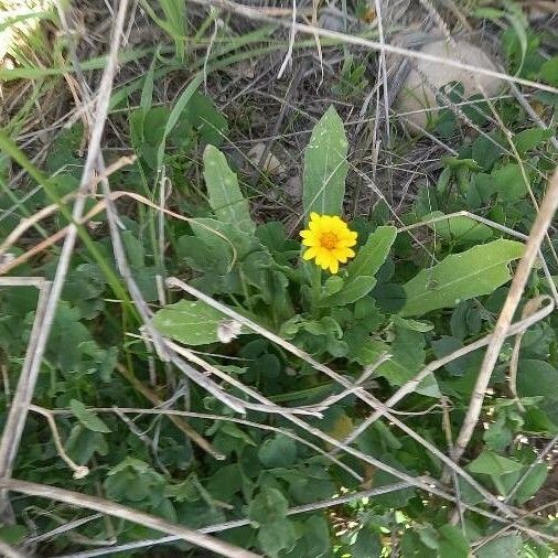 Calendula arvensis Flower