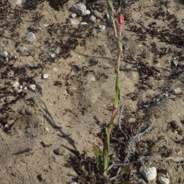 Oenothera parodiana Habitat