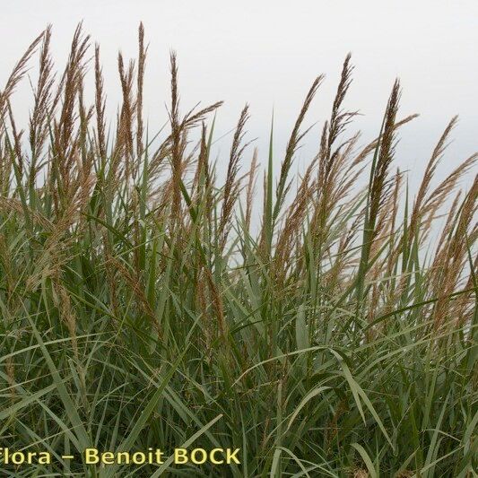 Arundo plinii Natur