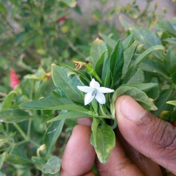 Capsicum frutescens Flor