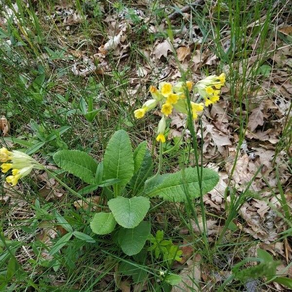 Primula veris Cvet