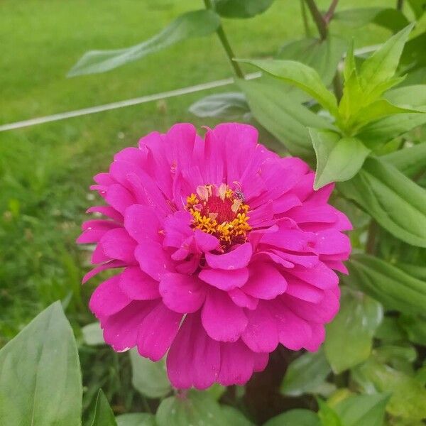 Zinnia elegans Flor