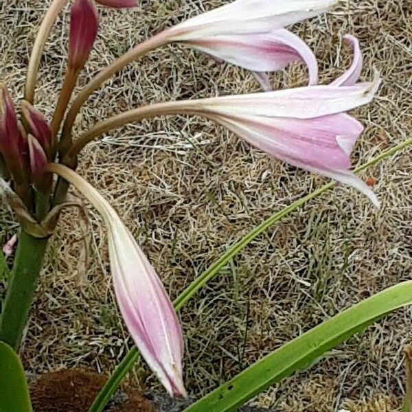 Crinum bulbispermum Õis