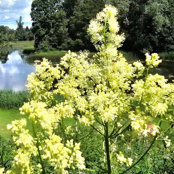 Thalictrum lucidum Kvet