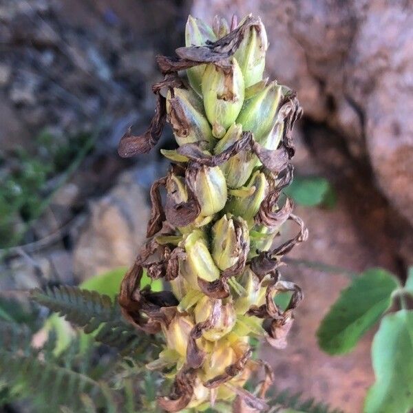 Pedicularis verticillata Fruct