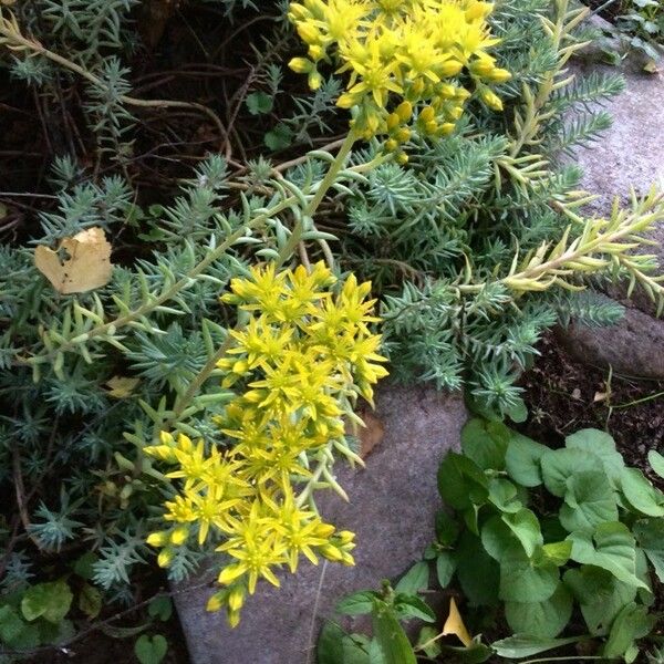 Petrosedum rupestre Blüte