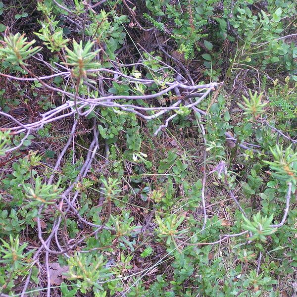 Rhododendron tomentosum Hoja