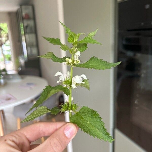 Lamium album Blüte