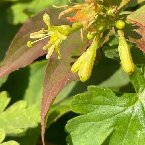 Diervilla lonicera Flower