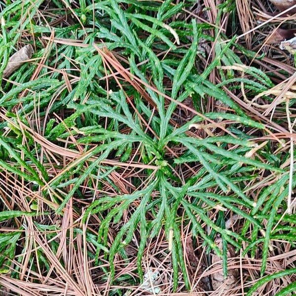 Lycopodium complanatum Leaf