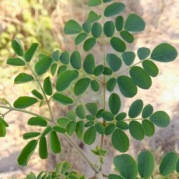 Moringa oleifera Leaf