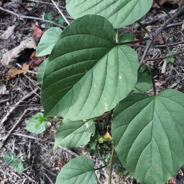 Jacquemontia tamnifolia Fuelha