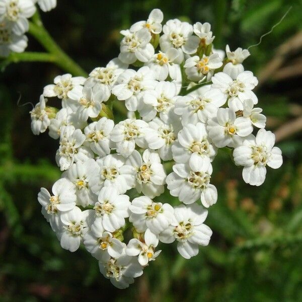 Achillea millefolium 花