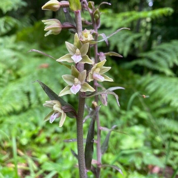 Epipactis purpurata Žiedas