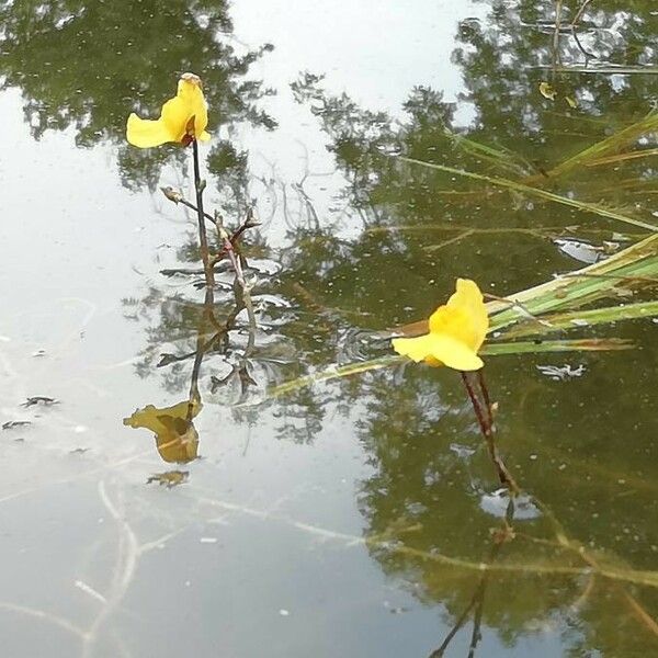 Utricularia vulgaris Kvet