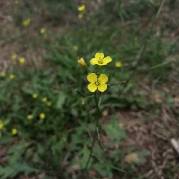 Diplotaxis muralis Flower