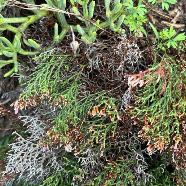 Limonium articulatum Habit