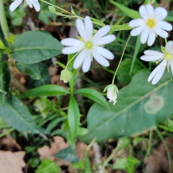 Stellaria palustris Blüte