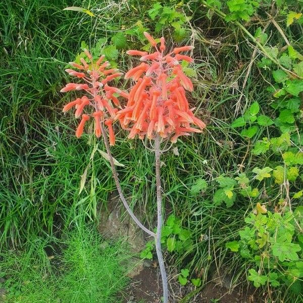 Aloe amudatensis Kukka