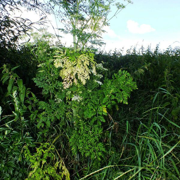 Conium maculatum Habitus