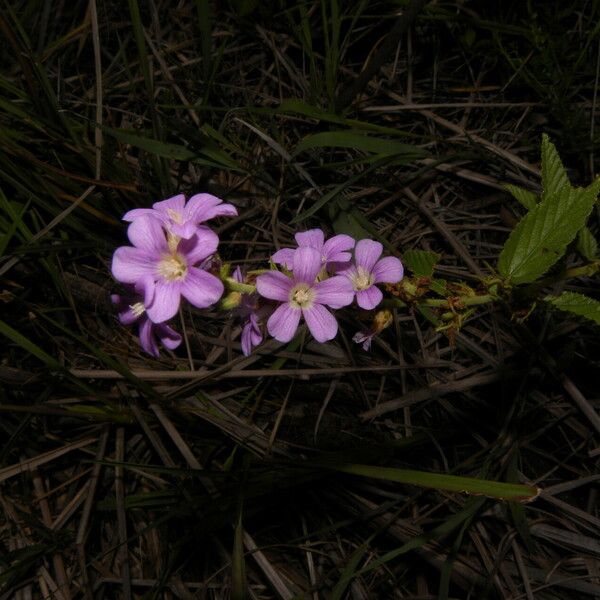 Melochia villosa Flower