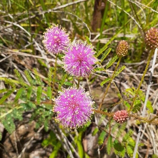 Mimosa quadrivalvis Flower