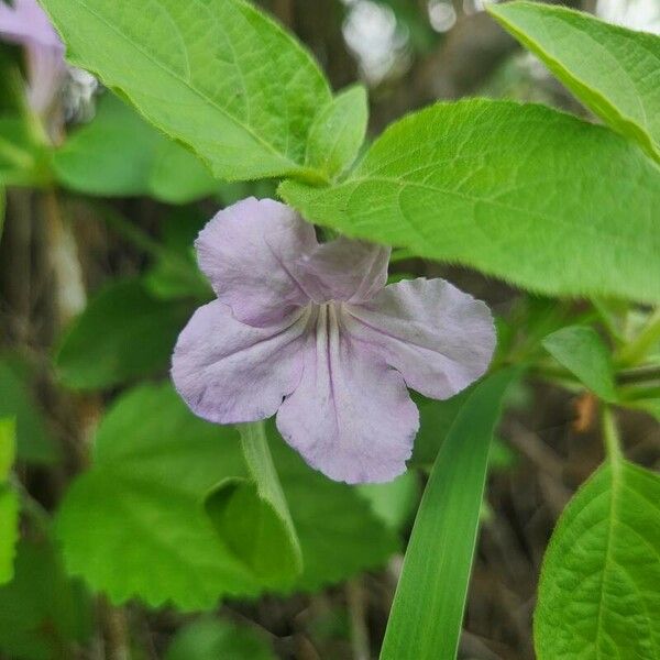 Ruellia prostrata Květ