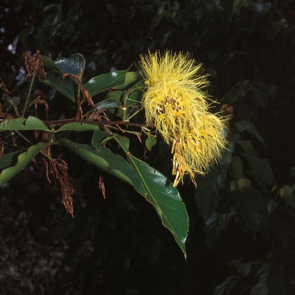 Inga pilosula Flower