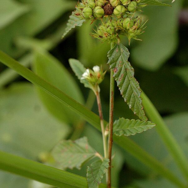 Melochia corchorifolia Flor