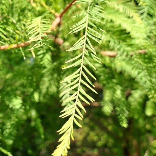 Taxodium distichum Blatt