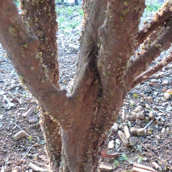 Eugenia uniflora Bark