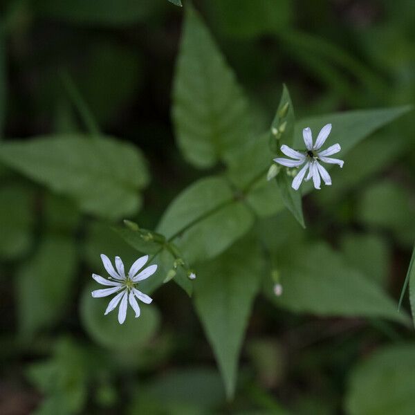 Stellaria nemorum Blüte