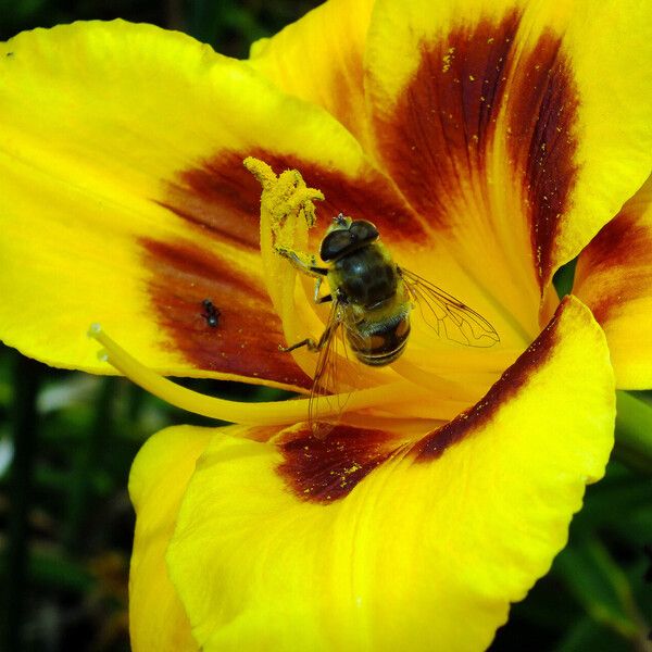 Hemerocallis lilioasphodelus Žiedas