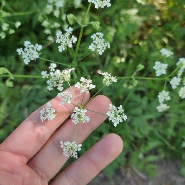 Anthriscus sylvestris Fleur