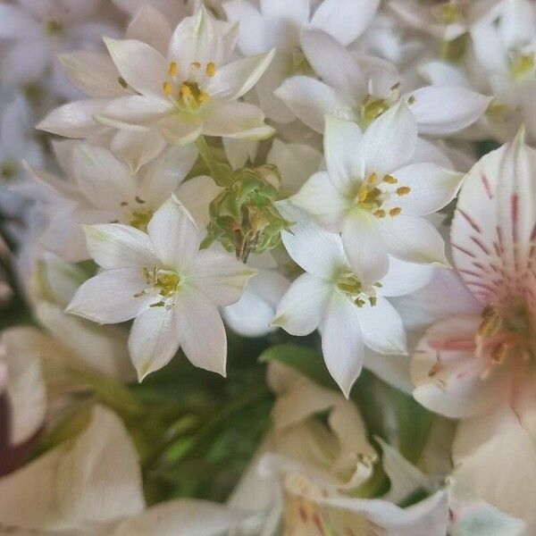 Ornithogalum thyrsoides 花