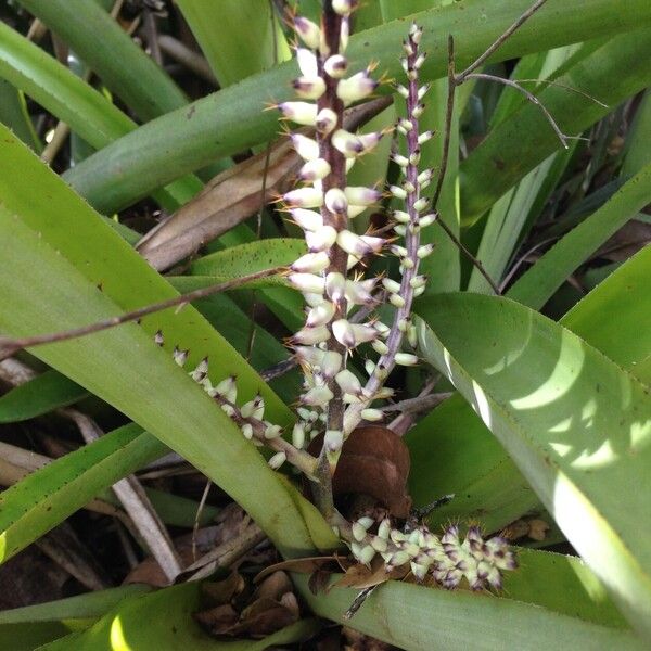 Bromelia karatas Fruit