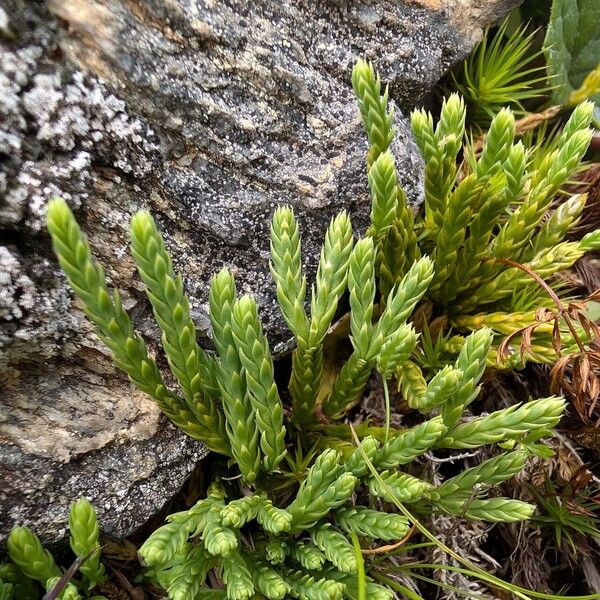 Lycopodium alpinum পাতা