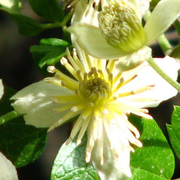 Clematis lasiantha Blüte