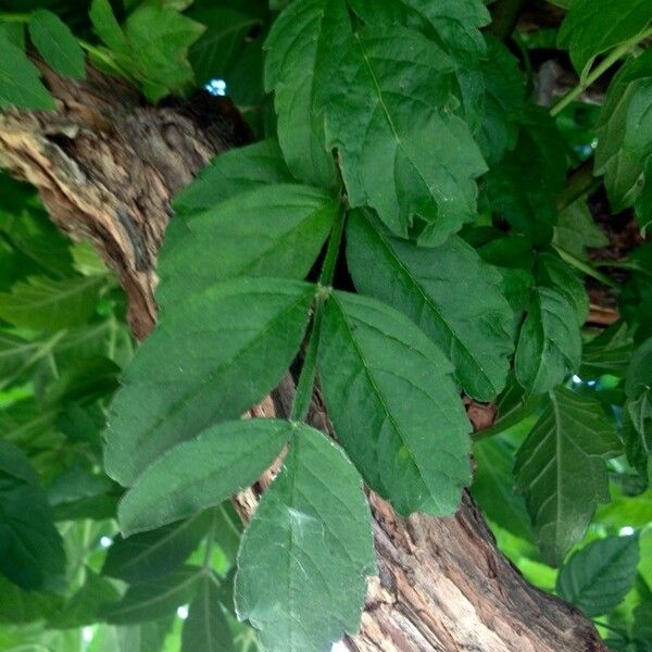Campsis grandiflora Leaf