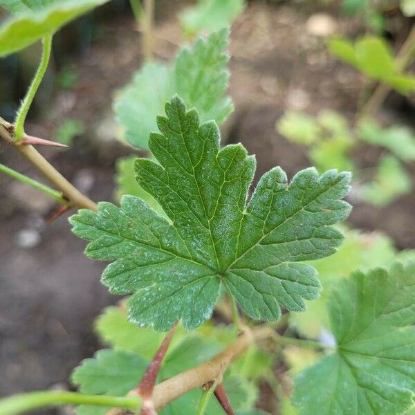 Ribes divaricatum Feuille