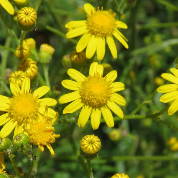 Senecio pterophorus Flower