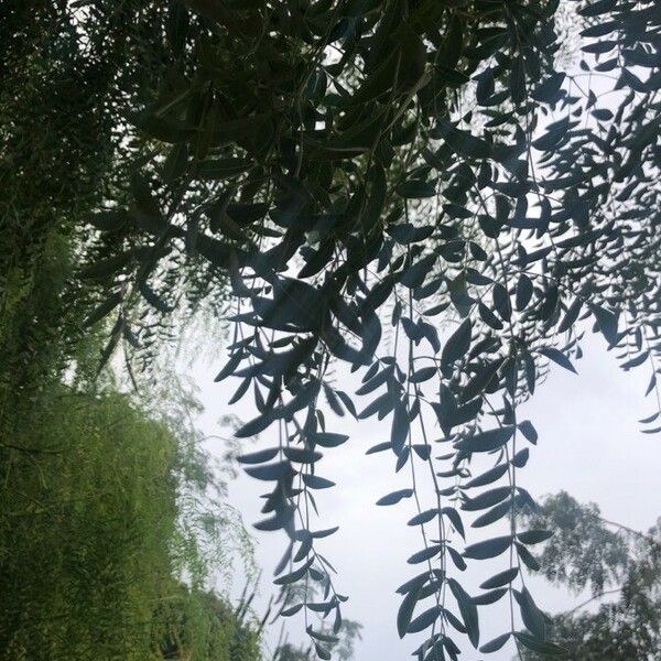 Moringa drouhardii Leaf